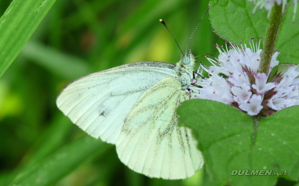 Green-veined White (Pieris napi)